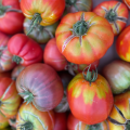 Tomates Anciennes (1kg)